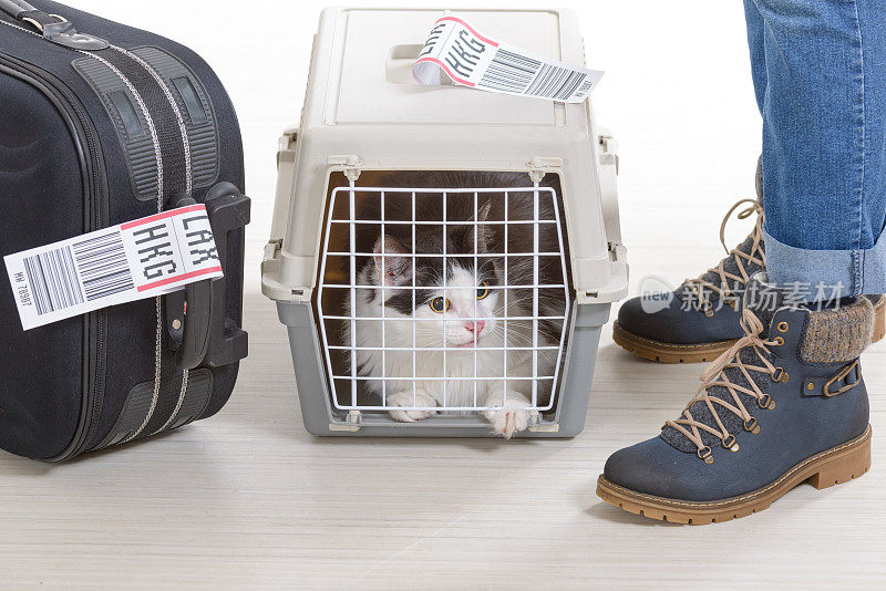 猫在航空货运宠物承运人