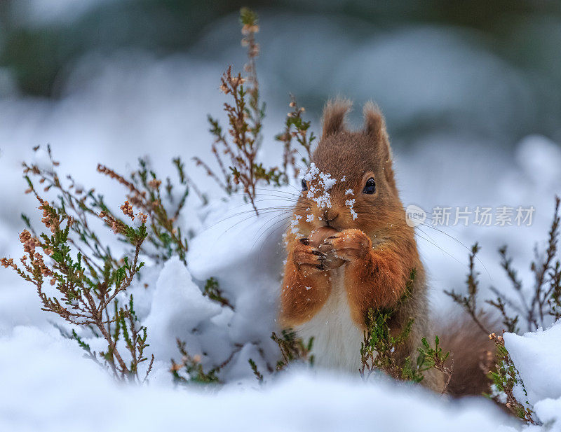 白雪覆盖的森林里的红松鼠