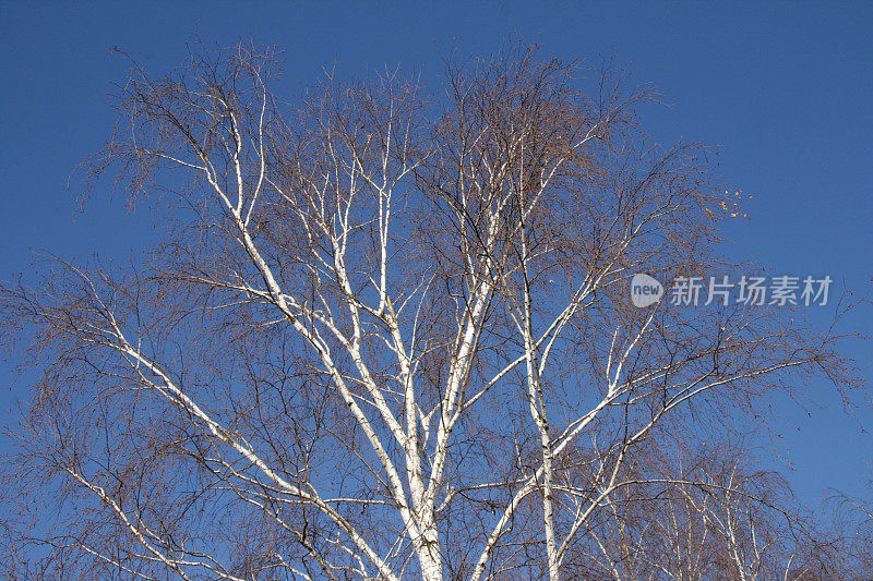 白桦树上的蓝天