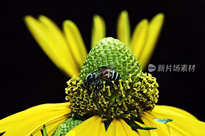 蜜蜂靠近黄花花粉(以另一朵花为背景)