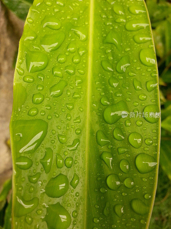 热带雨后带水滴的绿叶