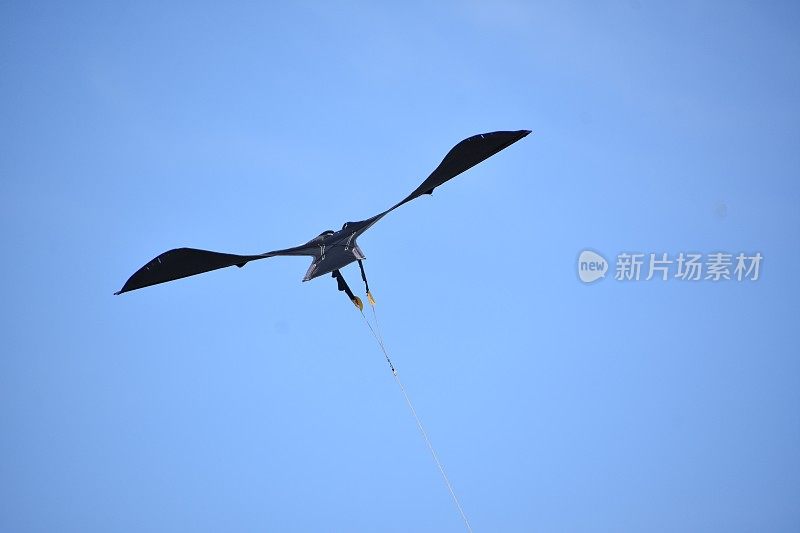 鸟儿在天空中飞翔