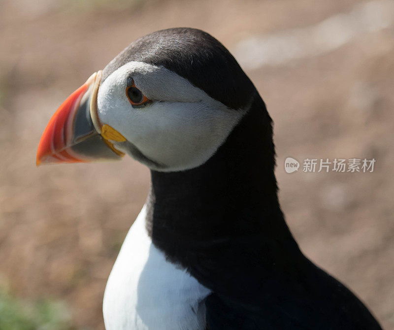 角嘴海雀