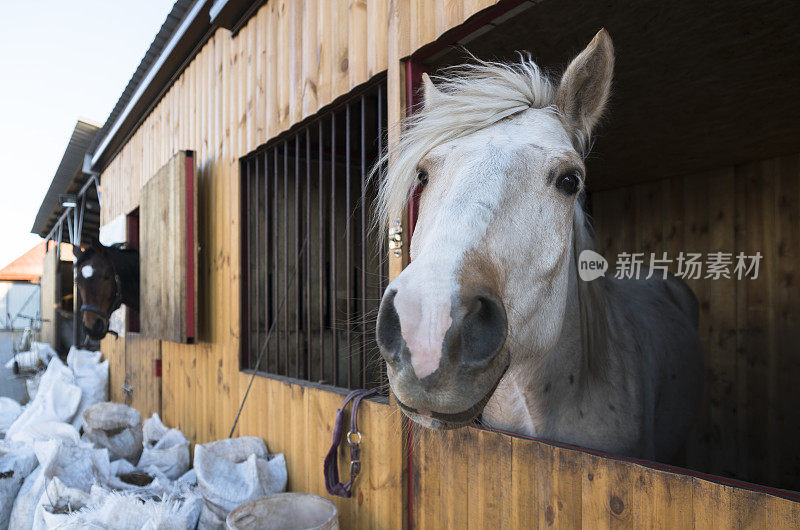 马厩里的马，从窗户往外看