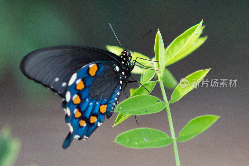 黑蝴蝶与橙蓝色和白色斑点