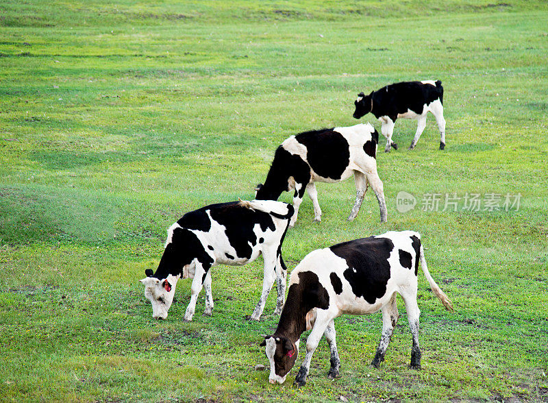 在夏天田园牧草地上吃草的牛