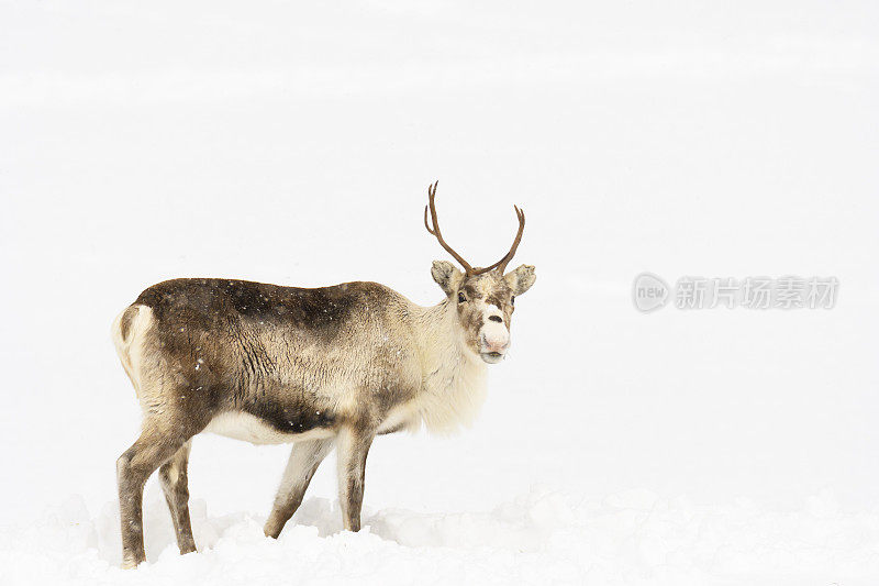 冬天，挪威北部的驯鹿在雪地里吃草