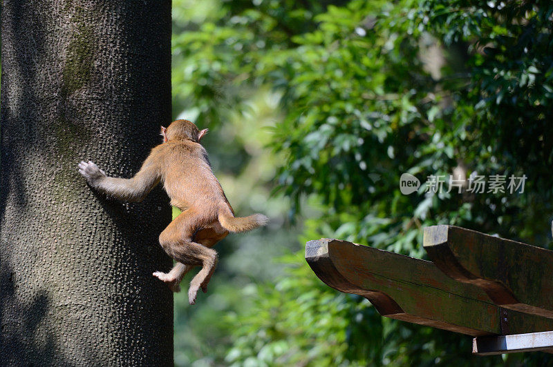 在树林里跳跃的猴子