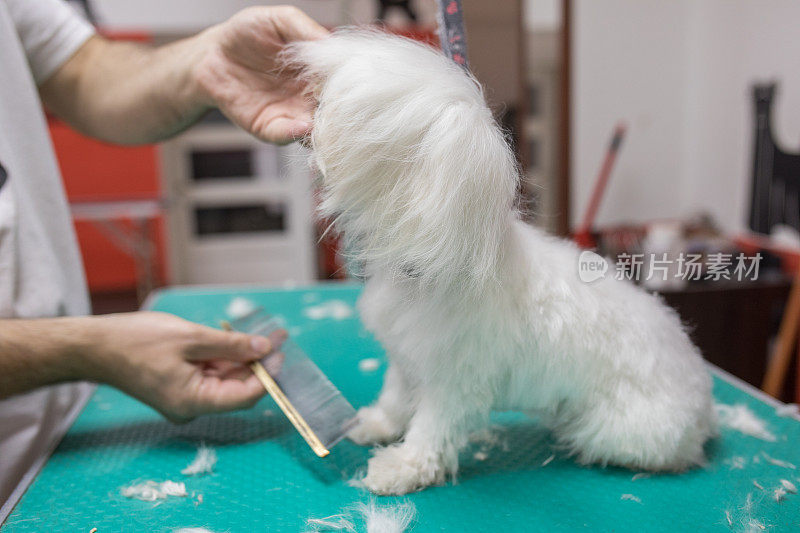 小狗的第一次美容经验