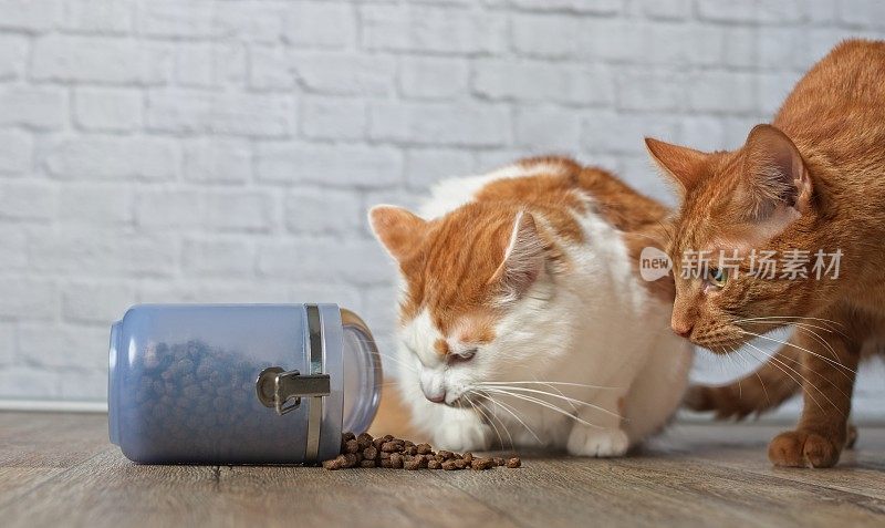 两只虎斑猫从掉落的食物容器里偷食物