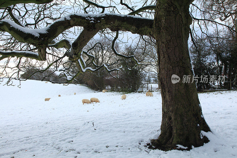 羊在雪