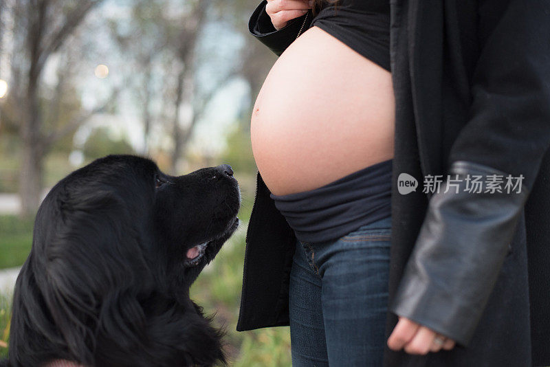 孕妇的肚子和狗