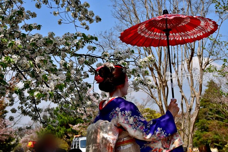 日本妇女在樱花下站在宫子的服装，京都