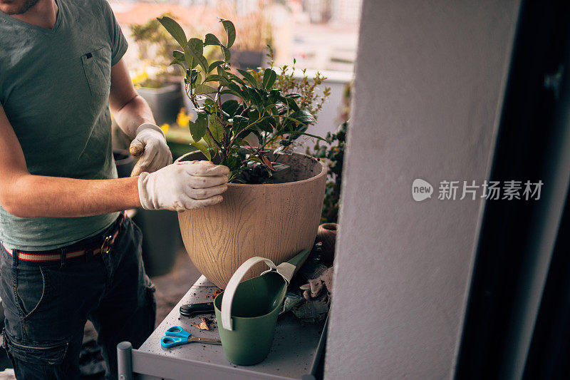 照顾我的植物