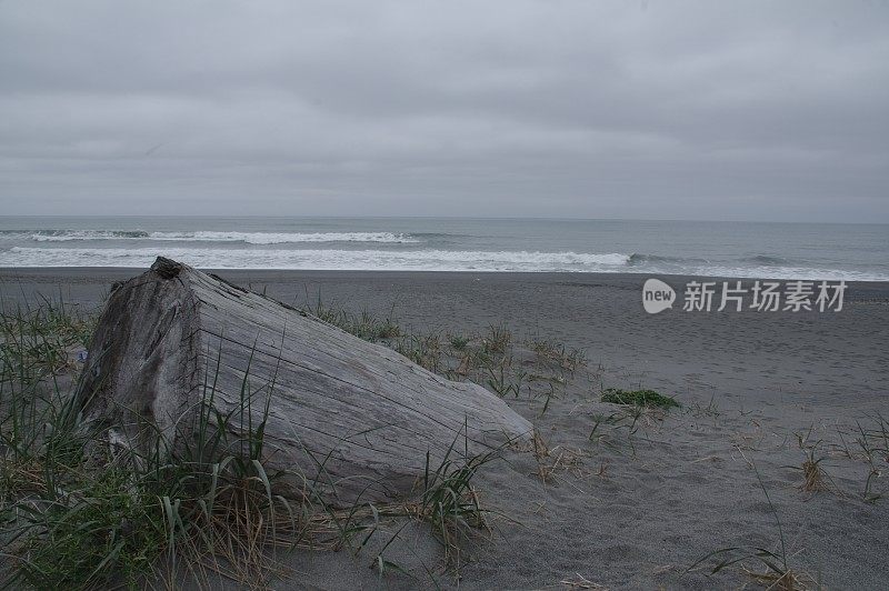 红木的历史