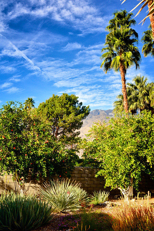 扇形棕榈树，棕榈泉家的后院花园，圣哈辛托山，科切拉山谷，美国南加州
