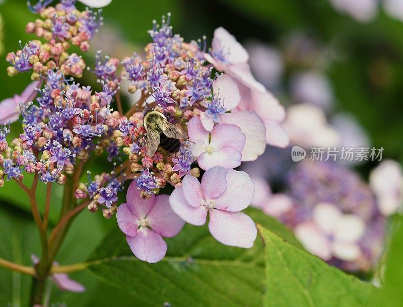 绣球花和蜜蜂