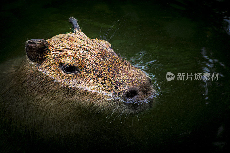 水豚在水中