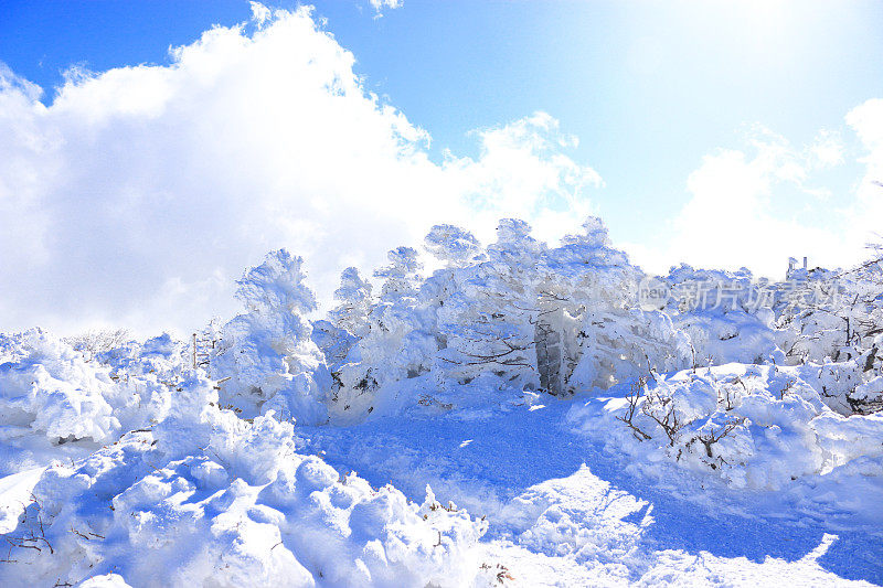汉拿山，雪景，景观，济州岛