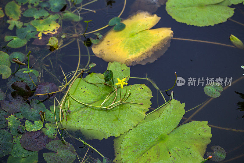 黄色睡莲在夏天的雨下盛开