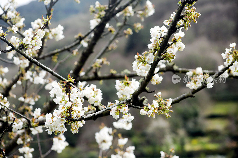 樱花树白花特写。