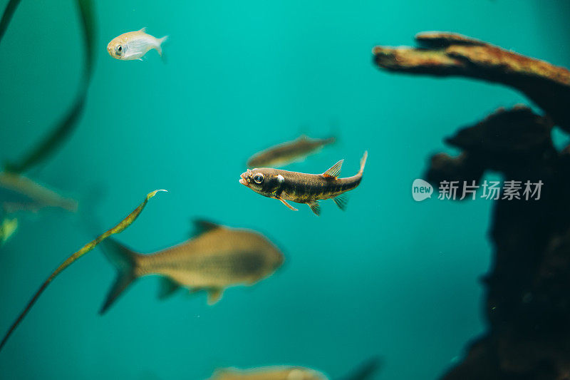 鱼在水族馆