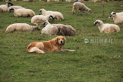 放养在牧场的羊有狗的保护