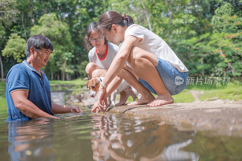 亚洲家庭玩好玩的杰克罗素梗狗在瀑布在夏天的早晨