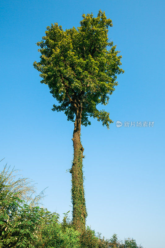 天空中孤独的树