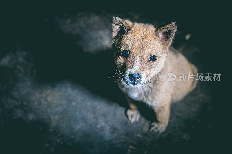 小狗需要你的帮助