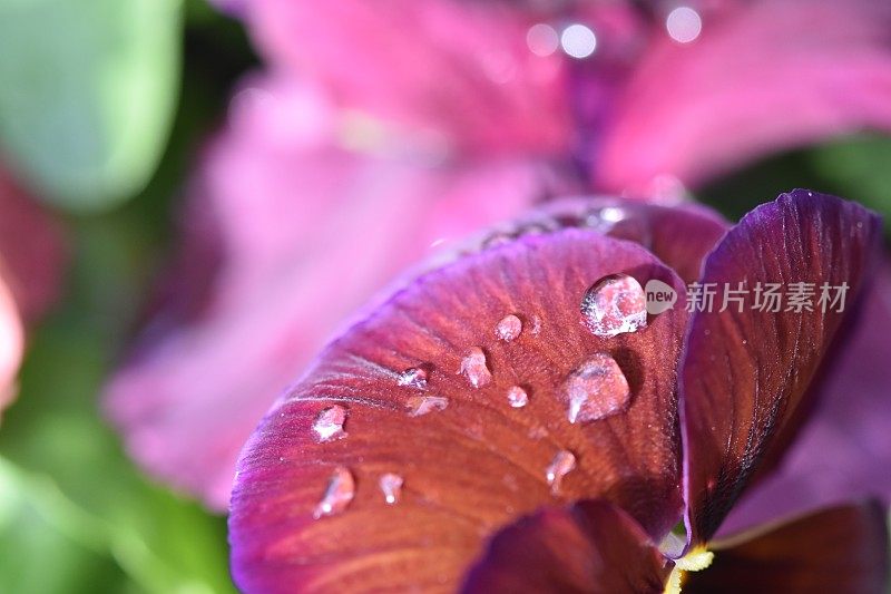 一朵花的特写