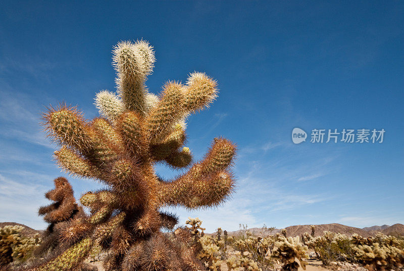 仙人掌仙人掌特写