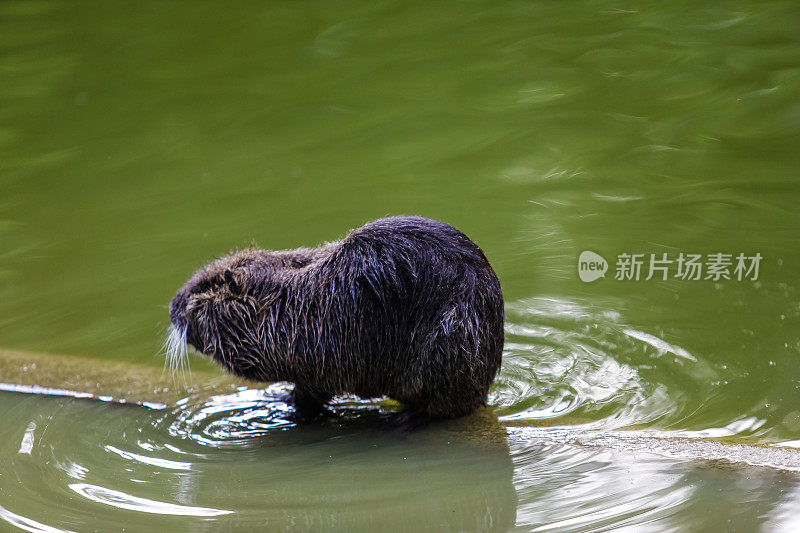 野生海狸鼠或河狸鼠