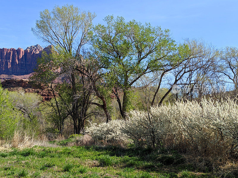 春天盛开的野生梅花灌木丛在山下的山Kinesava在犹他州沿着维珍河