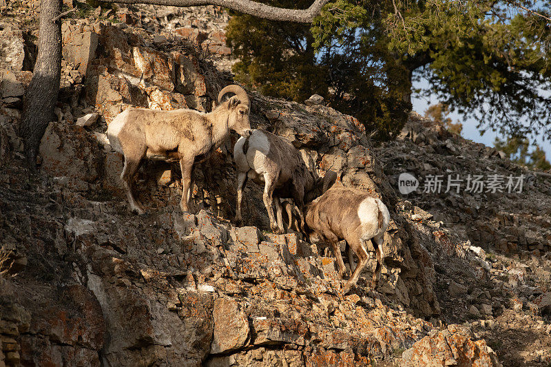 在美国黄石国家公园的悬崖上跳跃的大角羊