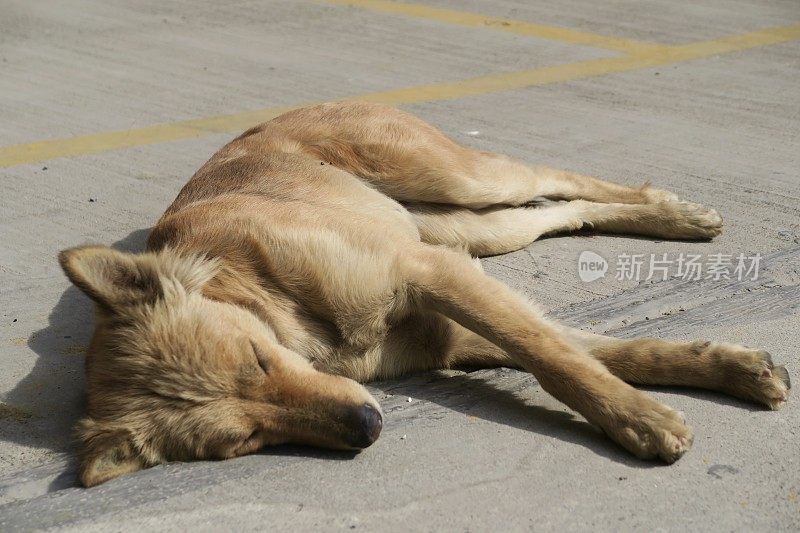 印度流浪狗在路上睡觉，流浪狗的照片
