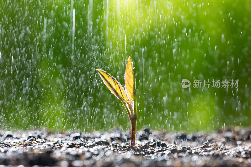 绿色的幼苗在雨中生长在地面上