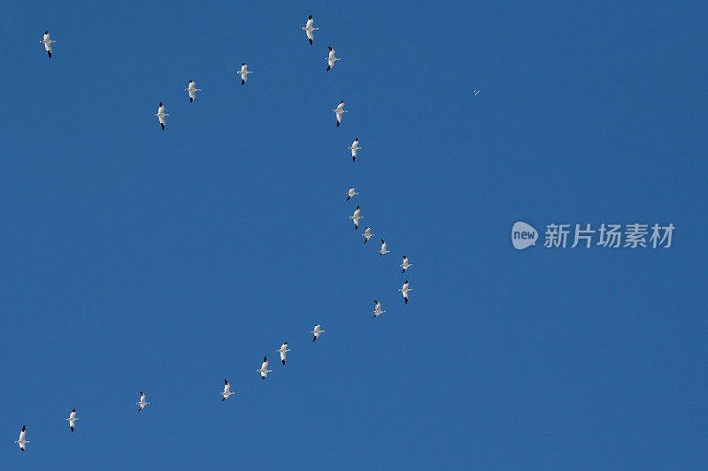 雪雁在冬季迁徙时排成队形飞行