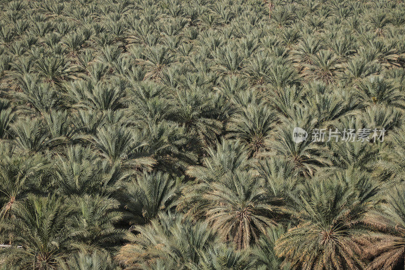 棕榈树种植园