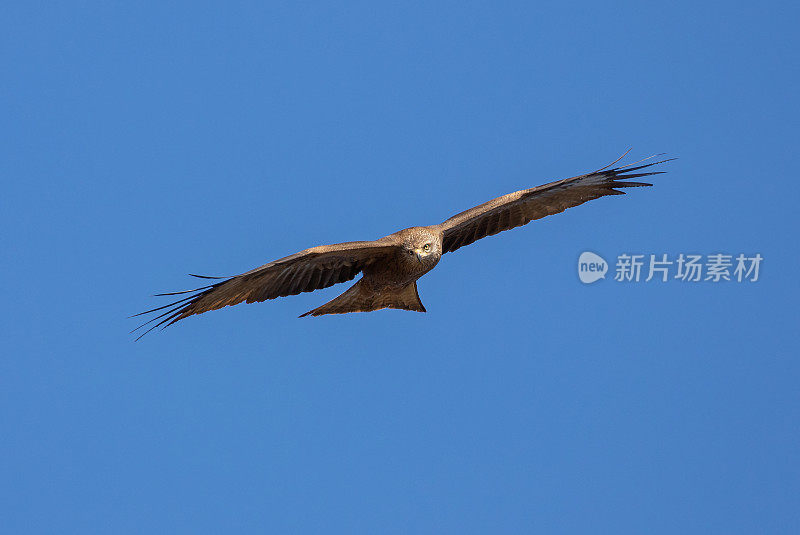 黑飞风筝