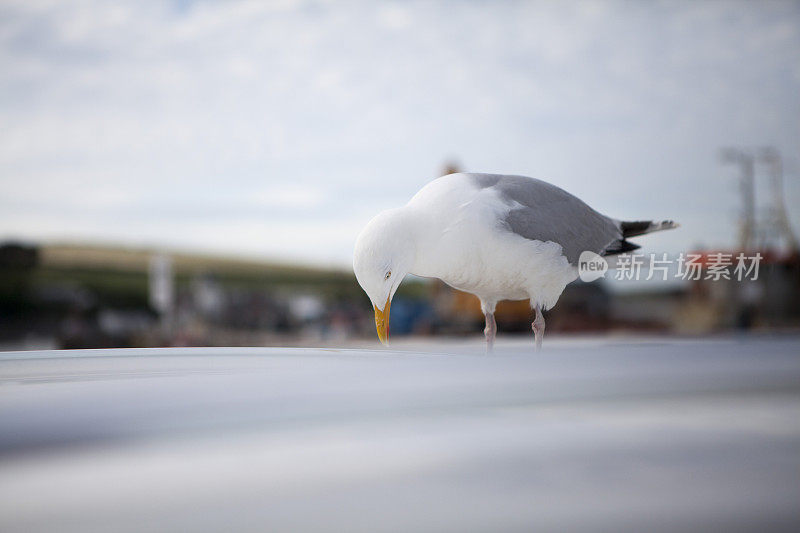 海鸥在车顶