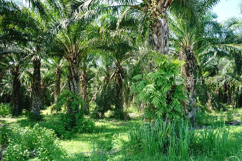 棕榈油种植园