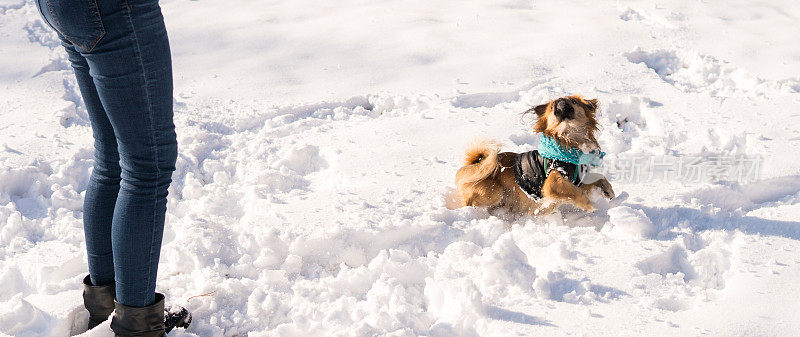 一个女人在雪里和狗玩