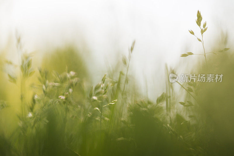 长满野草的草地