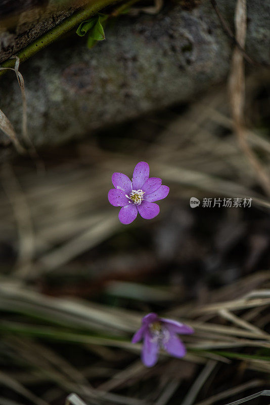 紫色的苔类