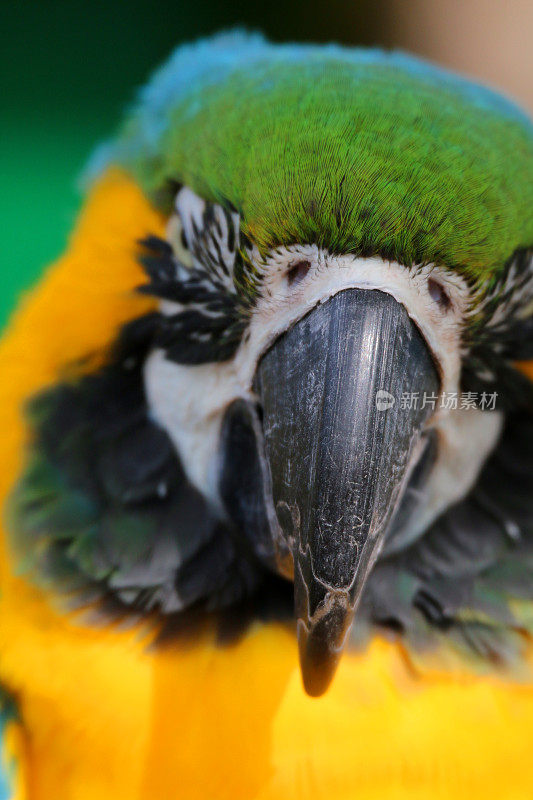 特写图像蓝色和黄色金刚鹦鹉鹦鹉从巴西亚马逊雨林，野生鸟拍摄看相机，多色金色和蓝色金刚鹦鹉(阿拉阿拉劳那)绿色羽毛头，眼睛，嘴，脸和头部细节，鸟笼和鸟舍宠物鹦鹉鸟