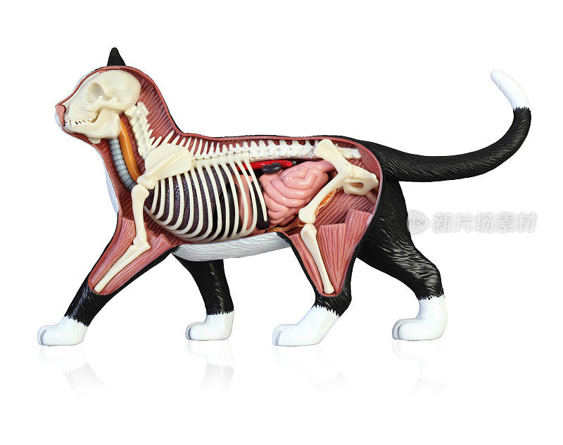 猫的解剖