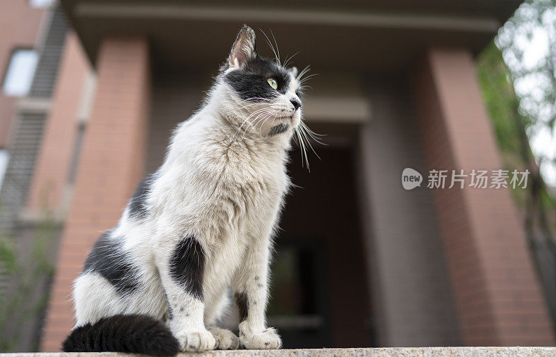 住宅区的黑猫和白猫