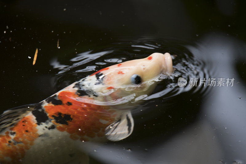 在水面觅食的观赏鱼