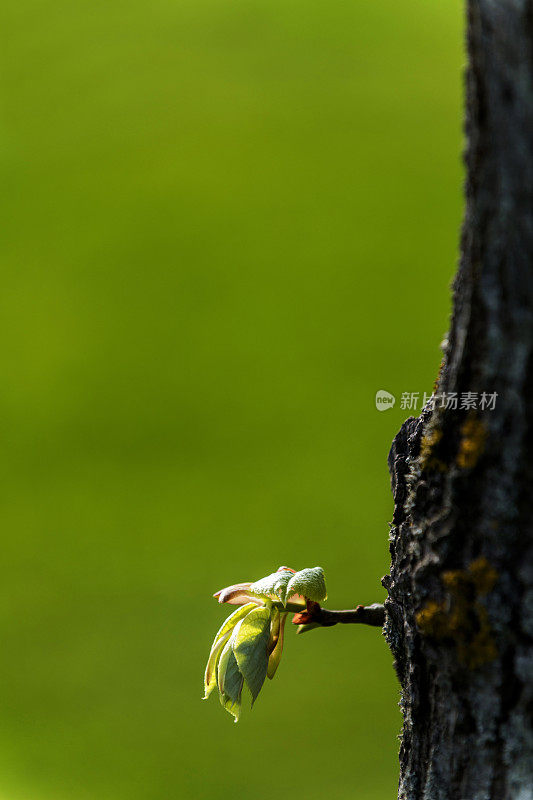 特写一个新的树枝，芽和小树叶生长从树干在自然界